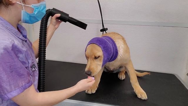 Very Cute Labrador/Golden Retriever Puppy смотреть онлайн