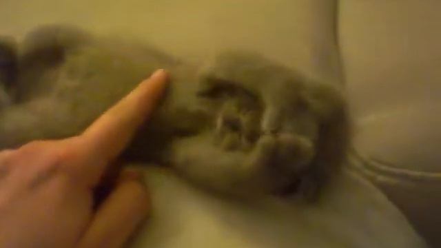 Очень милый котенок смотреть онлайн