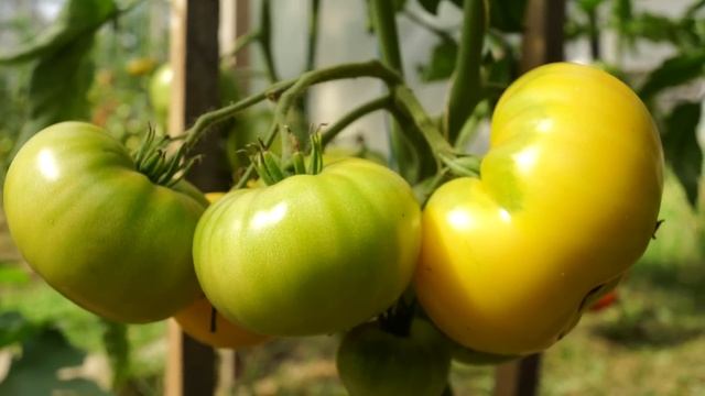 5 ЭКЗОТИЧЕСКИХ И ВКУСНЫХ СОРТОВ ТОМАТОВ! смотреть онлайн