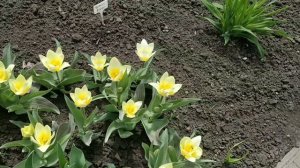 Тюльпаны Кауфмана. Фостера Грейга 28042021год