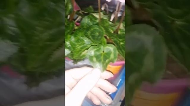 Цветение цикламенов летом. смотреть онлайн