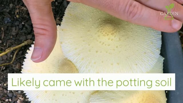 Yellow houseplant mushroom смотреть онлайн