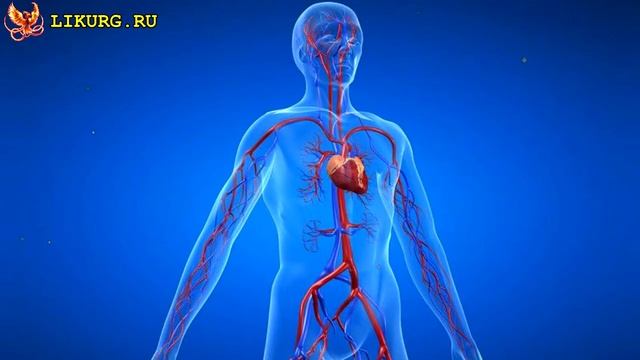 Чабрец - Тимьян - полезные свойства, польза и вред травы. смотреть онлайн