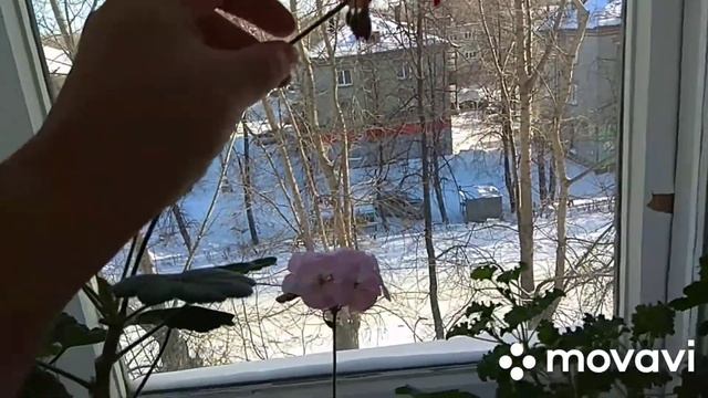 Этюд в бело-багровых тонах???. Пеларгонии и цикламены. смотреть онлайн