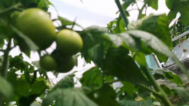 Розовый томат Киото в Курганинске смотреть онлайн
