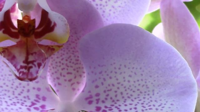 Орхидея ФАЛЕНОПСИС. Орхидея домашняя. Цветок орхидея. Красивые комнатные растения. смотреть онлайн