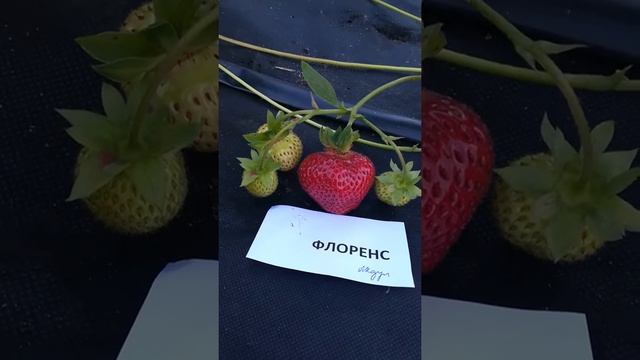 Флоренс- садовая крупноплодная земляника смотреть онлайн