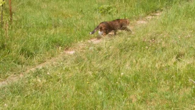 Алачково 2020. Прыг гуляет смотреть онлайн