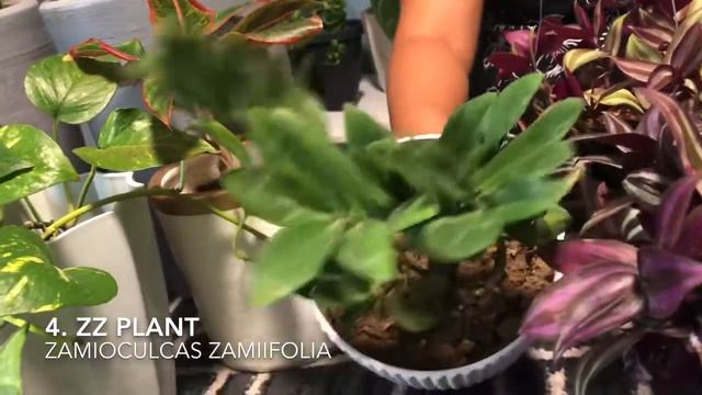 5 Easy Care Houseplants (for 3B's) смотреть онлайн