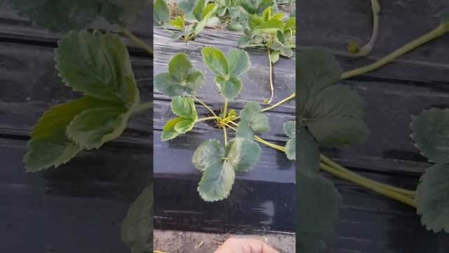 Клубника.Сроки посадки. Профилактика. смотреть онлайн