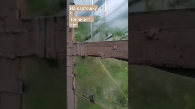 #теплица #картошка #помидоры #огород #дача #надаче #дачныйсезон #урожай смотреть онлайн