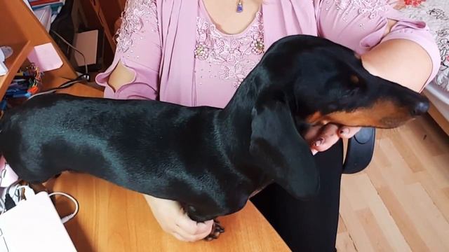 Собака на выставке. Как правильно поставить собаку в стойку.Моя такса. смотреть онлайн