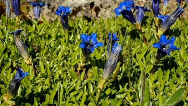 С Праздником! Поздравление для женщин смотреть онлайн