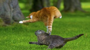 Обалденно смешные кошки! Подборка приколов с котами и кошками 2022