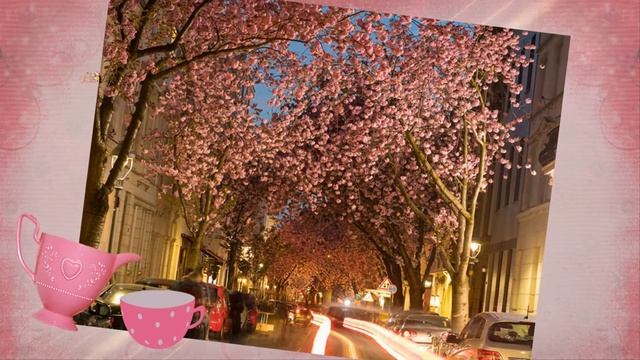 Весна, японская вишня в кварталах Бонна. смотреть онлайн