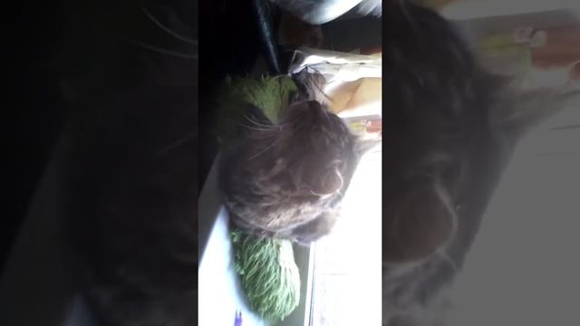 Зачем коту валерьянка когда есть это! смотреть онлайн