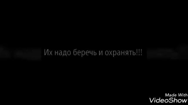 КРАСНАЯ ПАНДА смотреть онлайн