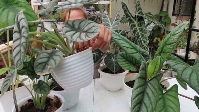 ALOCASIA PLANT VARIETIES CARE GUIDE! || Tips For Lush And Healthy Leaves! смотреть онлайн