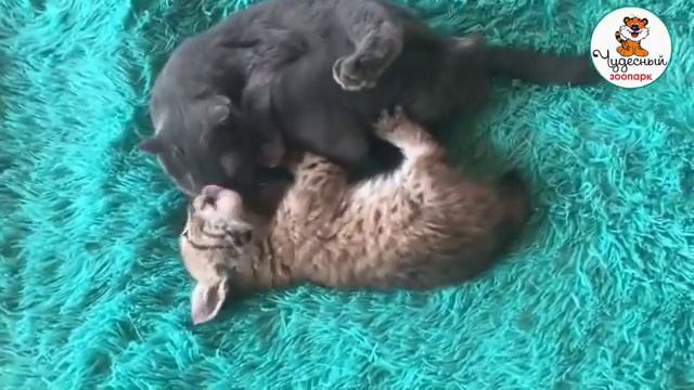 Рысёнок радует приморцев смотреть онлайн