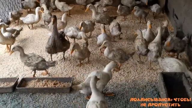Утка СТАР-53. Взвешивание в 2 месяца. "Мое Подворье" смотреть онлайн