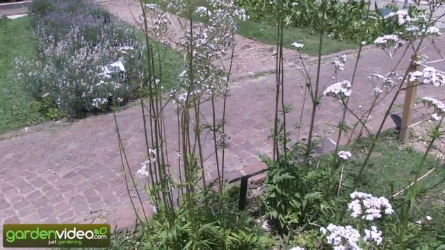 Valeriana Officinalis (Valerian)