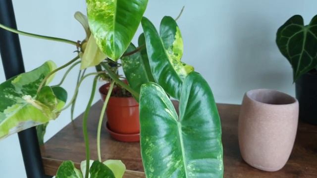 Plant Spotlight: Philodendron Burle Marx variegata смотреть онлайн
