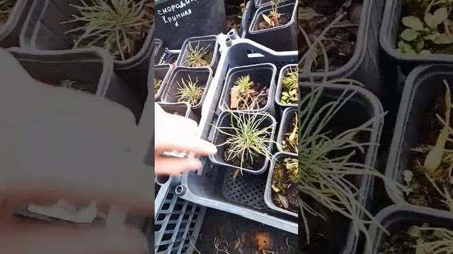 Влияние солнца на рассаду