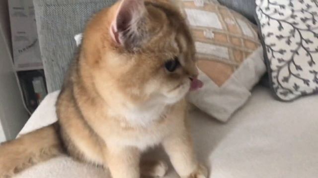 ???АМУР?ЗОЛОТОЙ КОТ??? В ГОСТЯХ,КОШКА ЗОЛОТАЯ ШИНШИЛЛА. смотреть онлайн