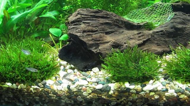 Коридорас-пигмей