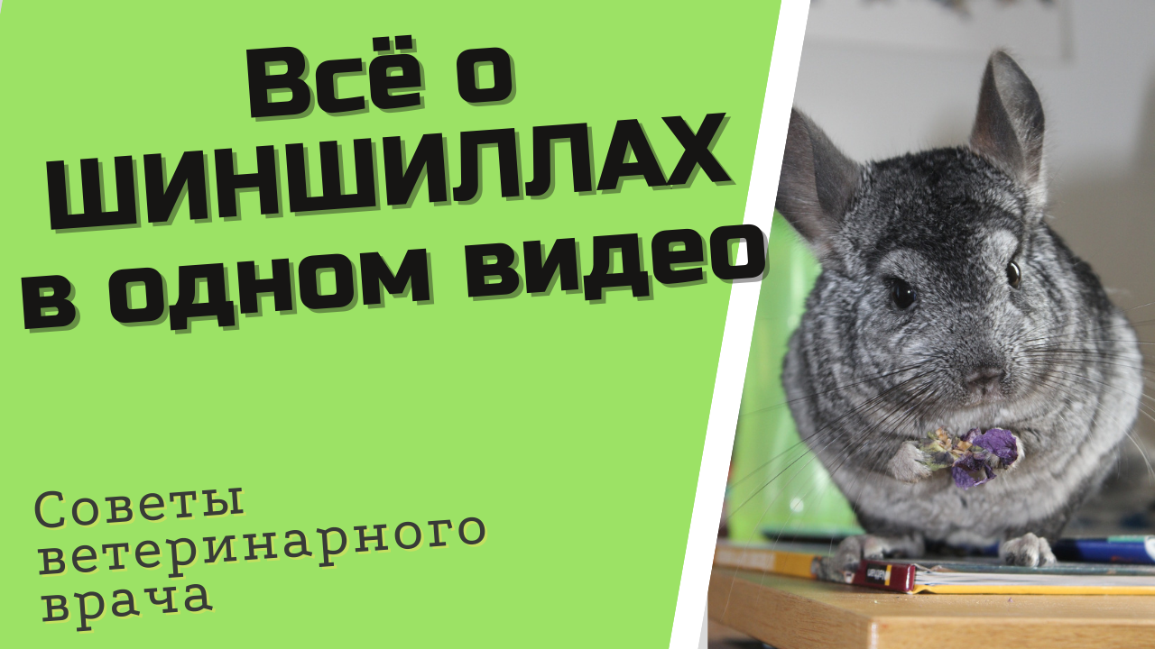 шиншилла смотреть онлайн