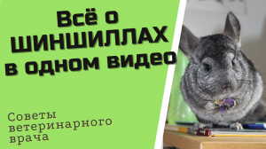 шиншилла