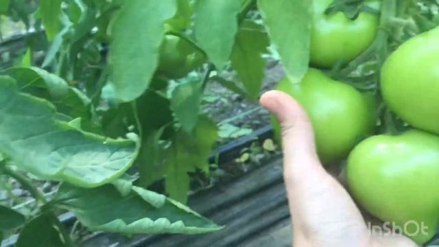 29.05.20 Махитос. Как налить помидоры. Почему мы обрезаем листья... смотреть онлайн