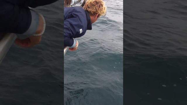 dolphins смотреть онлайн