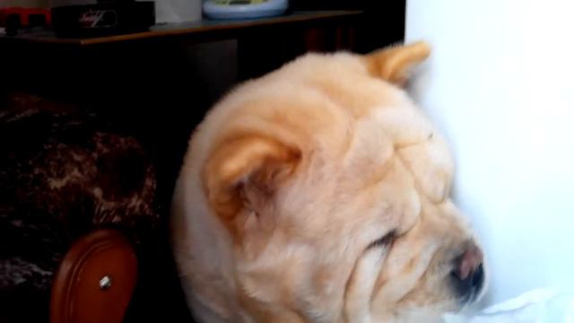 VID 20130809 105836 смотреть онлайн