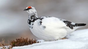 Голоса птиц как поёт куропатка (Perdix)