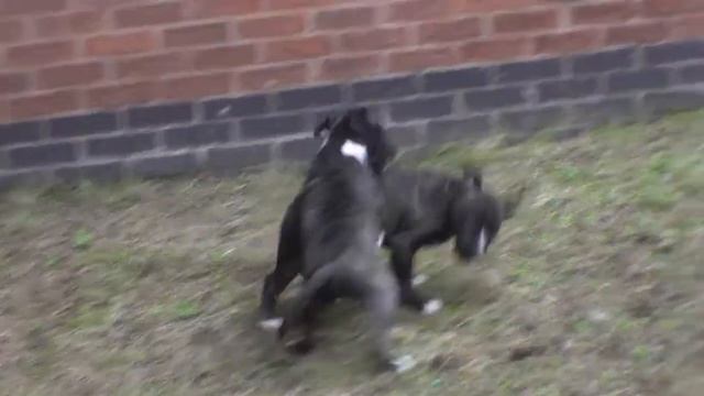 TEVEZ AND KIA, 12 WEEKS OLD PART 2