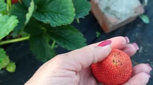 Пробую сорт земляники ксд Лималексия! Вкуснота!!! Омск, 20.06.2022г.