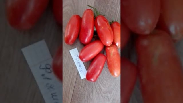 Самые урожайные томаты открытого грунта Черноземья.Часть5. смотреть онлайн