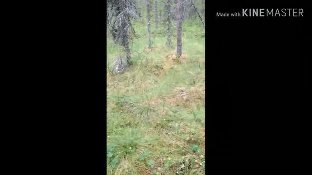 Збір Морошки в Швеції смотреть онлайн