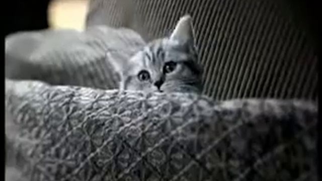 Реклама Вискас смотреть онлайн