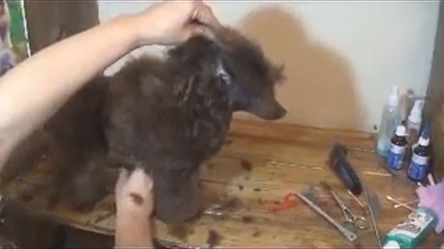 Caniche Toy Corte de pelo Parte 17 Bola otro lado смотреть онлайн