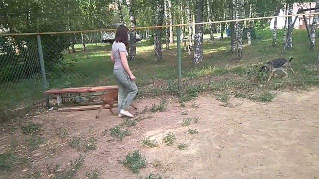 Дрессировка собак -немецкий боксер Добрыня 4 мес.Дрессировщик Александра смотреть онлайн