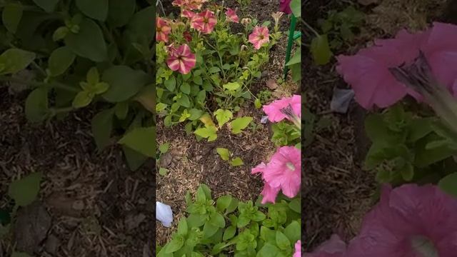 Клематис Министр смотреть онлайн