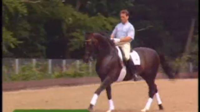 Dressage and Showjumping-Shut up and let me go смотреть онлайн