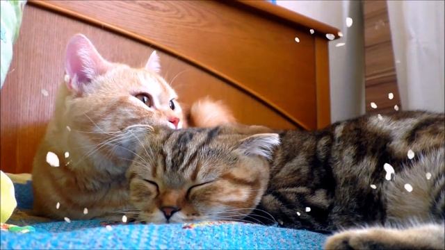 Мурлыканье кошек / целебное кошачье мурчание для сна / relax to sleep listening to cat purring смотреть онлайн