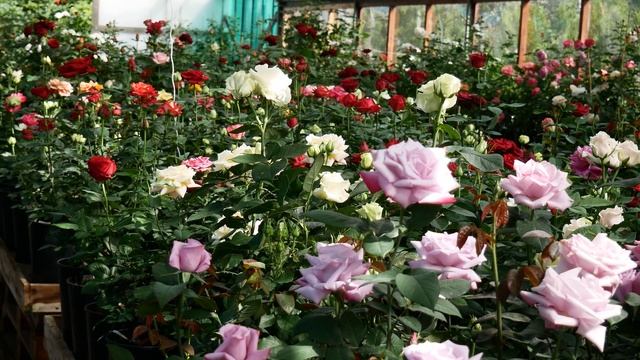 Как будут выглядеть РОЗЫ И ЦЕНЫ В 2022 году в садовом центре «В НИКИТСКОМ»_.mp4 смотреть онлайн