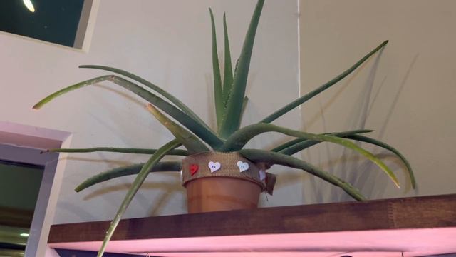 LEARN HOW To Small Space Garden Indoor | Hyperinflation | Self sufficiency смотреть онлайн