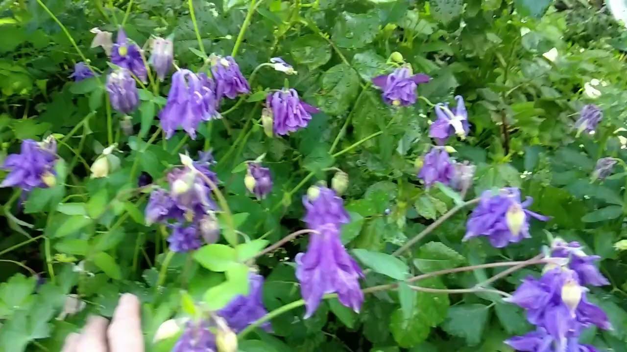 Аквилегия. Здравствуй лето! смотреть онлайн