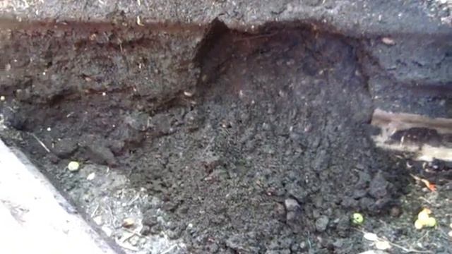 ЗЕМЛЯ из КОМПОСТА, что получилось в ящике. смотреть онлайн