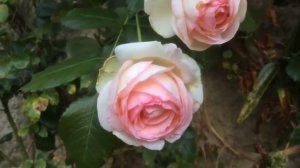 Rose Dolche Vita (Дольче Вита  роза)
